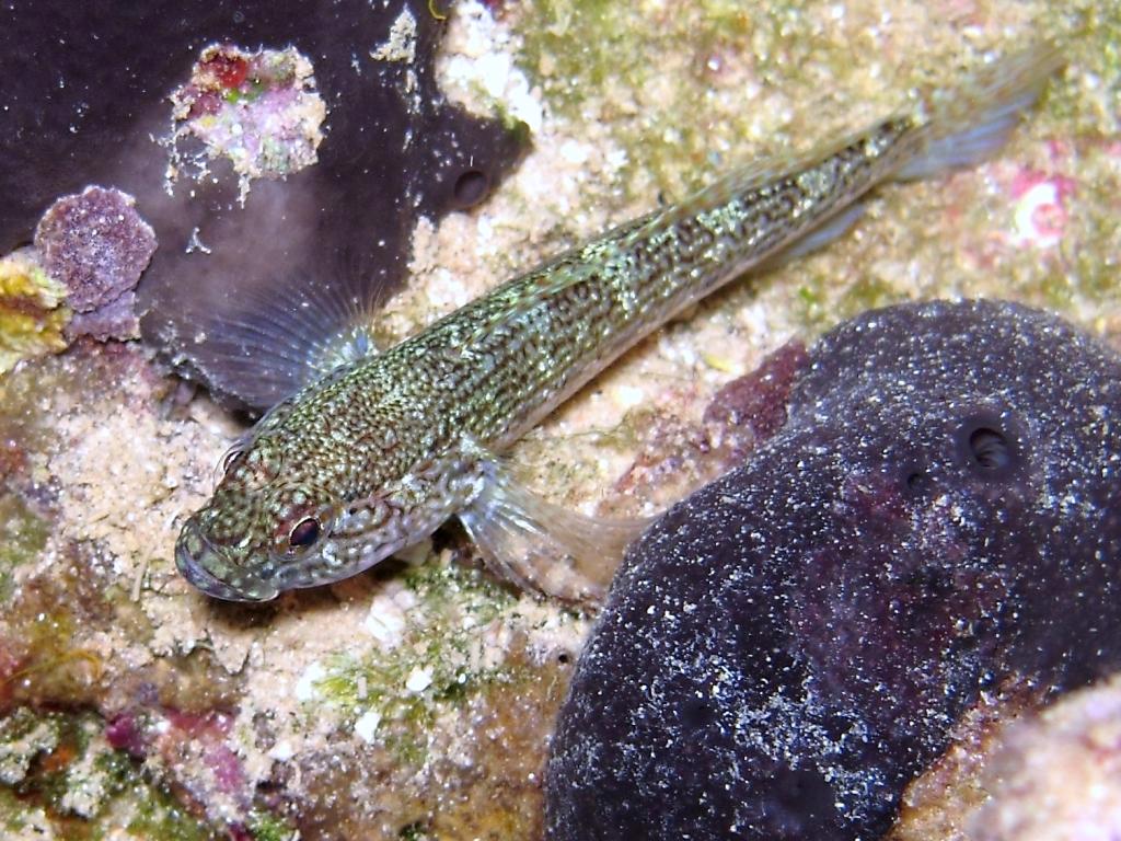 Gobius fallax (Sarato, 1889)